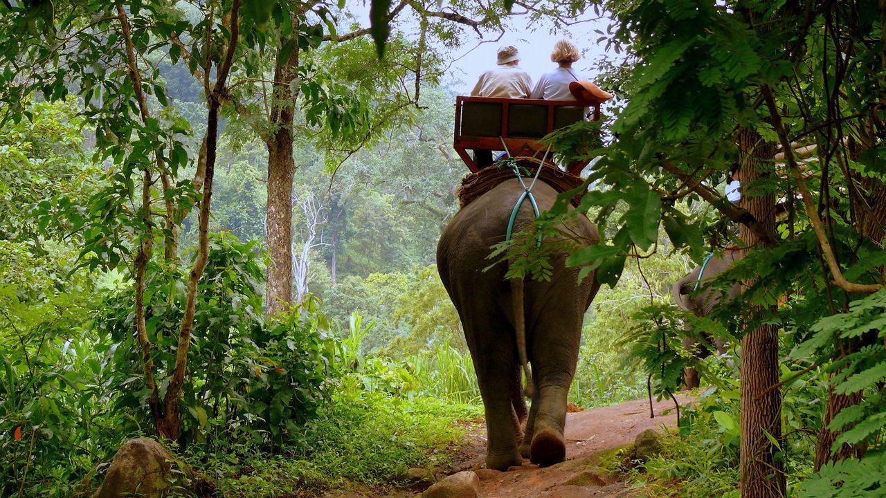 Обои слон, извозчик, джунгли, деревья
