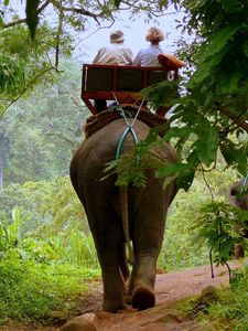 Превью обои слон, извозчик, джунгли, деревья
