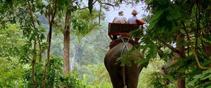 Превью обои слон, извозчик, джунгли, деревья