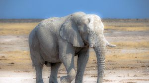 Превью обои слон, природа, африка