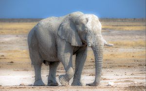 Превью обои слон, природа, африка
