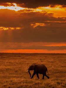 Превью обои слон, саванна, закат, природа, африка