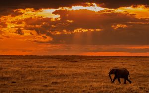 Превью обои слон, саванна, закат, природа, африка