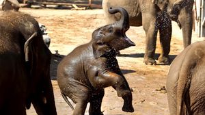 Превью обои слон, семья, забота, игривый, детеныш