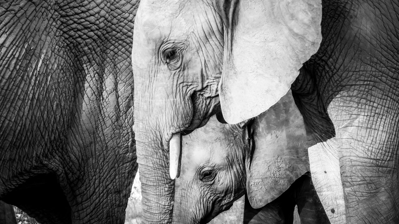 Обои слон, слоненок, животные, черно-белый