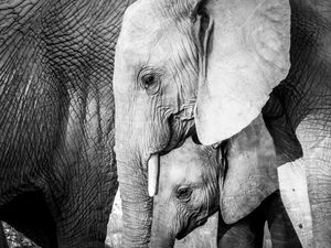 Превью обои слон, слоненок, животные, черно-белый