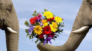 Превью обои слон, цветы, букет