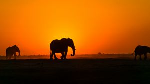 Превью обои слон, закат, силуэт, африка