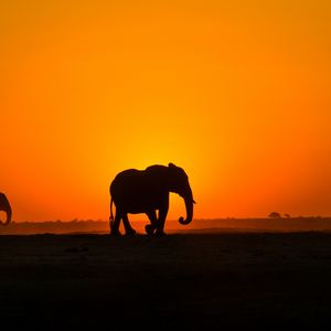 Превью обои слон, закат, силуэт, африка