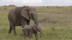 Превью обои слониха, слонёнок, любовь, африка, природа