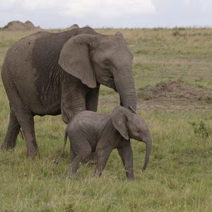 Превью обои слониха, слонёнок, любовь, африка, природа