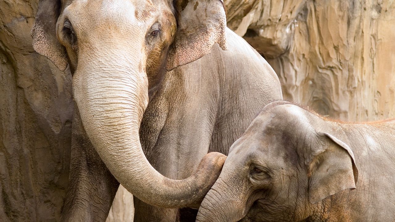 Обои слоны, детеныш, пара, семья
