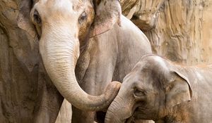 Превью обои слоны, детеныш, пара, семья