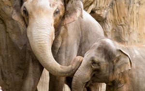 Превью обои слоны, детеныш, пара, семья