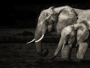 Превью обои слоны, детеныш, семья, вода, чб