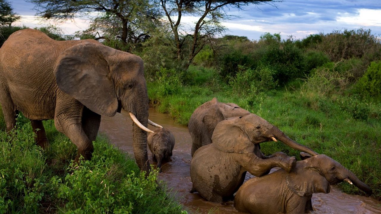 Обои слоны, детеныши, мать, забота, грязь, купание