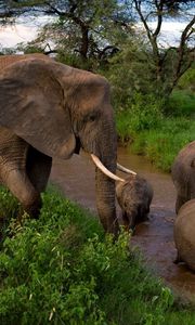 Превью обои слоны, детеныши, мать, забота, грязь, купание