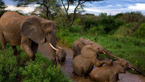 Превью обои слоны, детеныши, мать, забота, грязь, купание