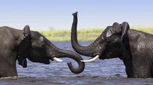 Превью обои слоны, купание, хобот, плескание, африка
