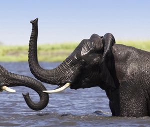 Превью обои слоны, купание, хобот, плескание, африка