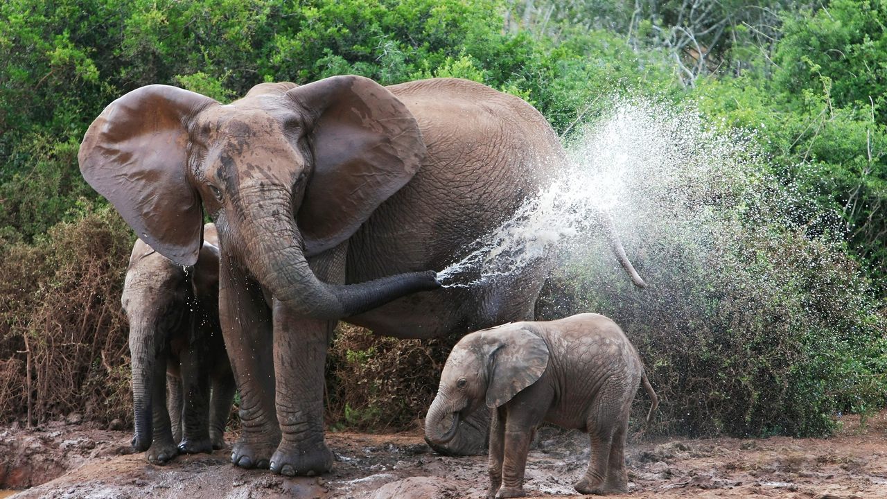 Обои слоны, купание, самка, слонята, вода