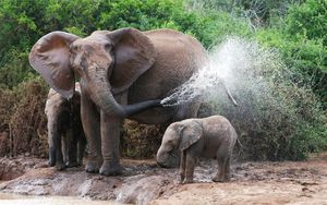 Превью обои слоны, купание, самка, слонята, вода