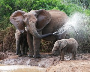 Превью обои слоны, купание, самка, слонята, вода