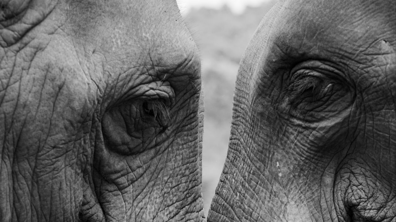 Обои слоны, любовь, чб