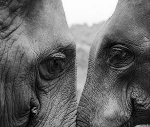 Превью обои слоны, любовь, чб