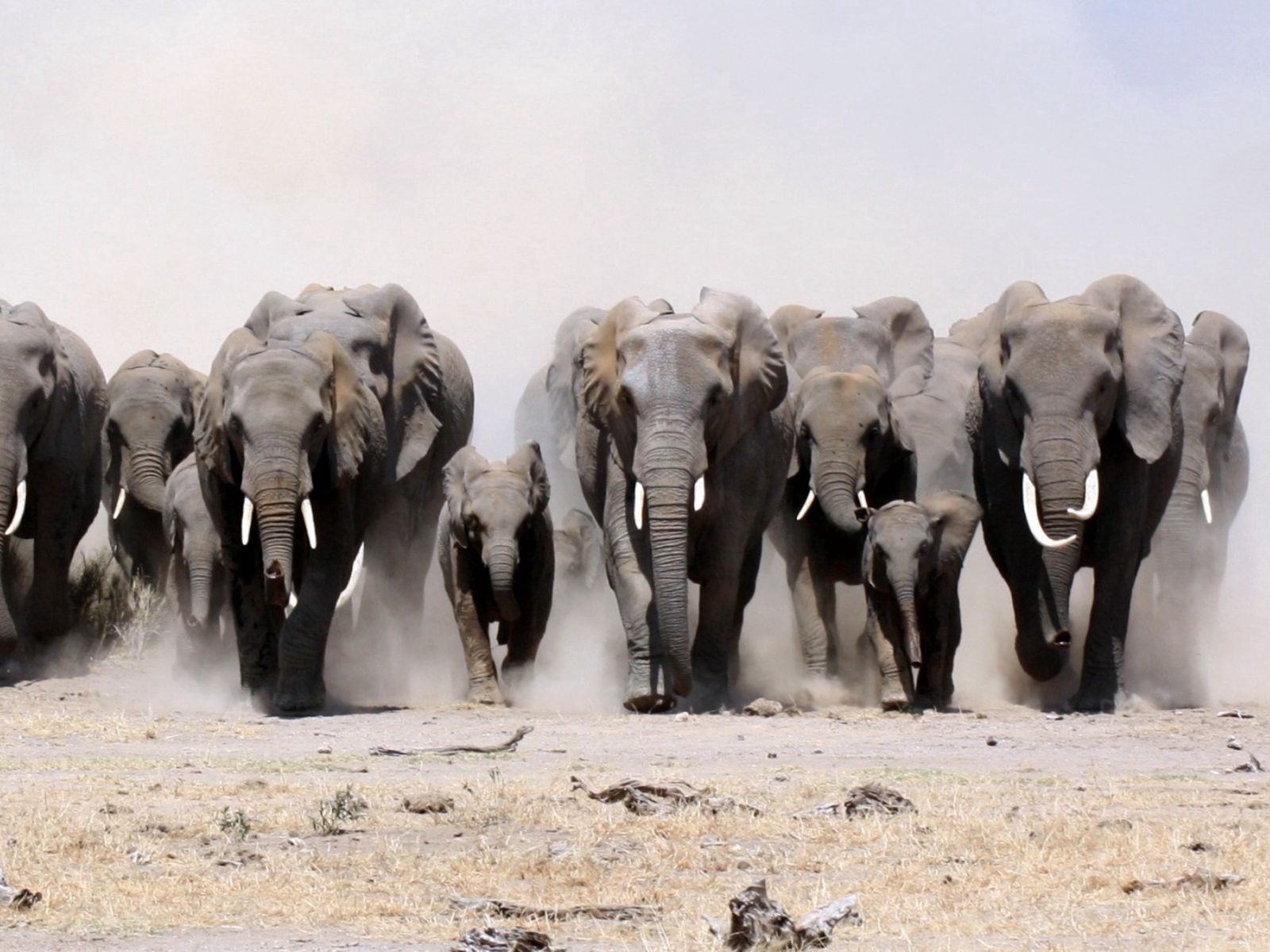 Слон группа организмов. Стая слонов. Стадо слонов. Слоны бегут. Старый слон.