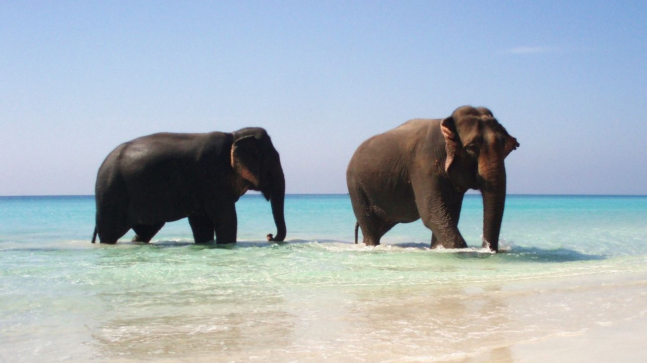 Обои слоны, море, прогулка, пара