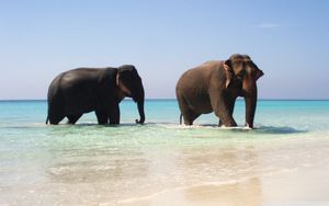 Превью обои слоны, море, прогулка, пара