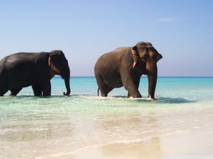 Превью обои слоны, море, прогулка, пара