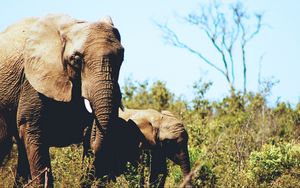 Превью обои слоны, пара, детеныш, трава, дикая природа