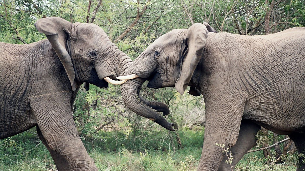 Обои слоны, пара, хобот, борьба