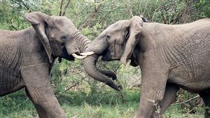 Превью обои слоны, пара, хобот, борьба