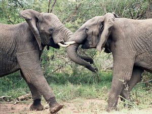 Превью обои слоны, пара, хобот, борьба