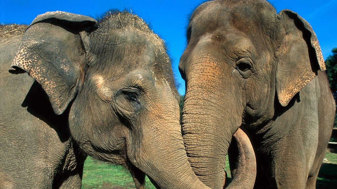 Обои слоны, пара, хобот, забота