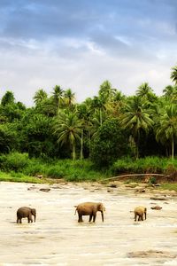 Превью обои слоны, песок, пальмы, семья, прогулка