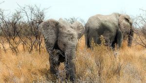 Превью обои слоны, природа, африка