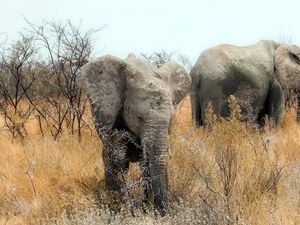 Превью обои слоны, природа, африка