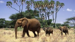 Превью обои слоны, семейство, прогулка, деревья, трава, детеныши