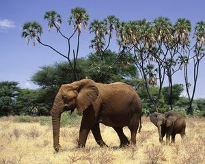 Превью обои слоны, семейство, прогулка, деревья, трава, детеныши