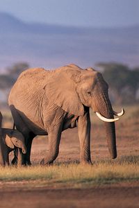 Превью обои слоны, толпа, семья, трава, забота