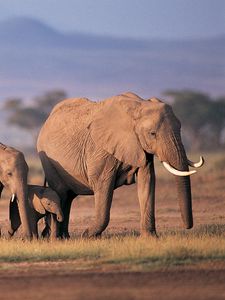 Превью обои слоны, толпа, семья, трава, забота