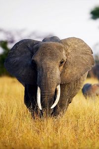 Превью обои слоны, трава, прогулка, африка, поле