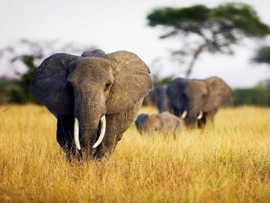 Превью обои слоны, трава, прогулка, африка, поле