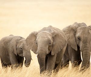 Превью обои слоны, трава, семья, прогулка