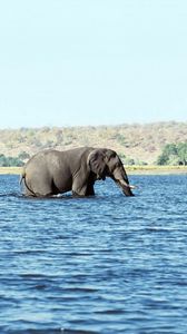 Превью обои слоны, вода, море, прогулка