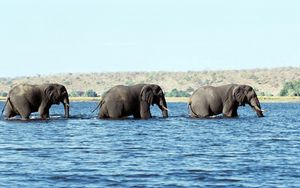 Превью обои слоны, вода, море, прогулка